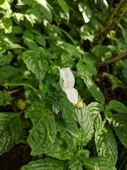 Impatiens puberula