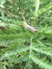Pseudochorthippus parallelus
