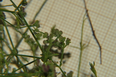 Galium debile
