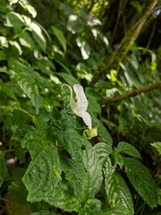 Impatiens puberula