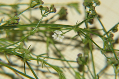 Galium debile