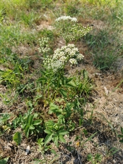Chaerophyllum aromaticum