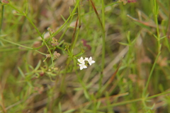Galium debile
