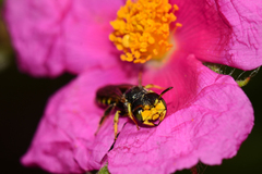 Flavipanurgus