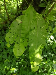 Microsorum membranaceum