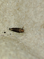 Cephimallota crassiflavella