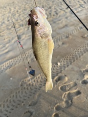 Menticirrhus americanus