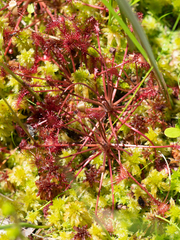 Drosera intermedia