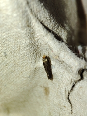 Cephimallota crassiflavella