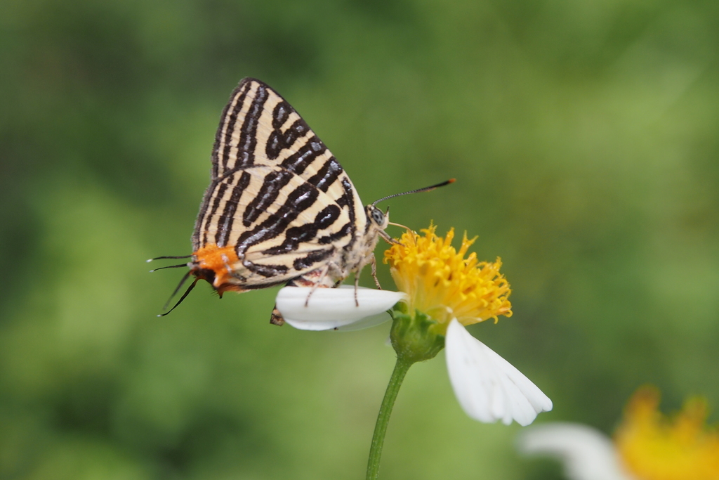 Long-banded Silverline (Field guide of Ovalekar Wadi Butterfly Garden ...