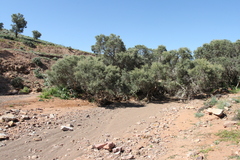 Melaleuca glomerata