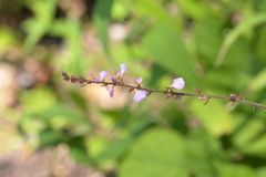 Hylodesmum glutinosum