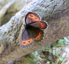 Erebia euryale