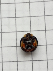 Harmonia axyridis
