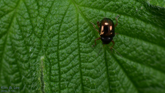 Basilepta fulvipes