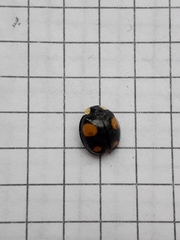 Harmonia axyridis