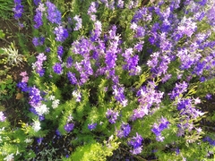 Consolida orientalis