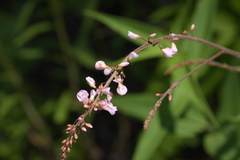 Hylodesmum glutinosum