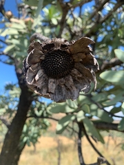 Protea caffra