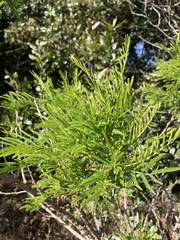 Vachellia davyi