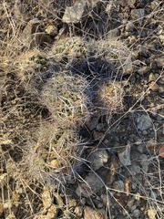 Thelocactus bicolor