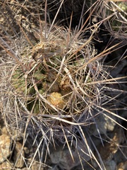 Thelocactus bicolor