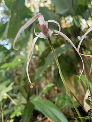 Maxillaria caucana