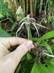 Maxillaria caucana