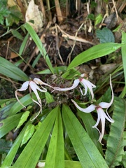 Maxillaria caucana