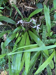 Maxillaria caucana