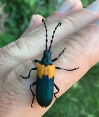 Desmocerus palliatus