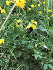 Bombus