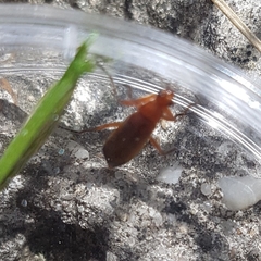 Rhagonycha fulva