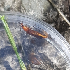 Rhagonycha fulva