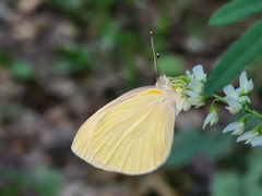 Pieris oleracea