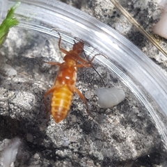 Rhagonycha fulva