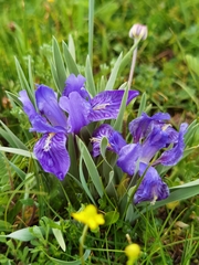 Iris potaninii ionantha