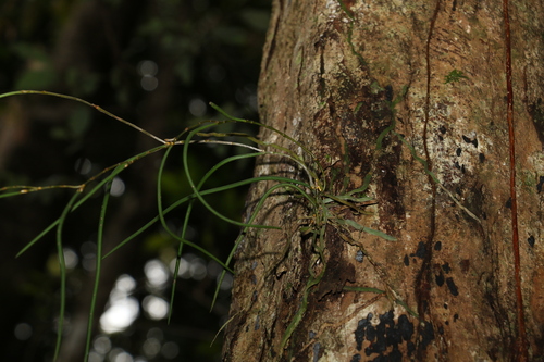Image of Dendrobium bowmanii by (c) Greg Tasney, some rights reserved (CC BY-SA)