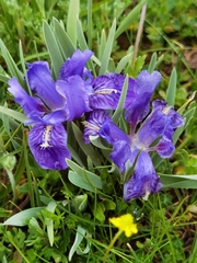 Iris potaninii ionantha