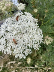Rhagonycha fulva