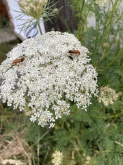 Rhagonycha fulva