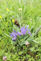 Iris potaninii ionantha