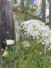 Rhagonycha fulva