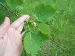 Populus tremula