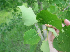 Populus tremula
