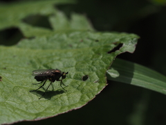 Dolichopus ungulatus