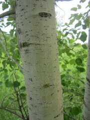 Populus tremula