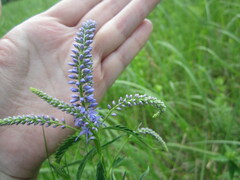 Veronica longifolia