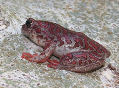 Hyperolius parallelus