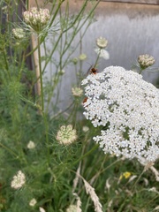 Rhagonycha fulva